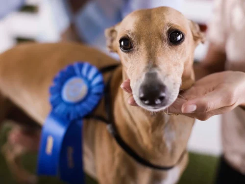 vystavni trofeje jezevcik s rozetou 500x375 1